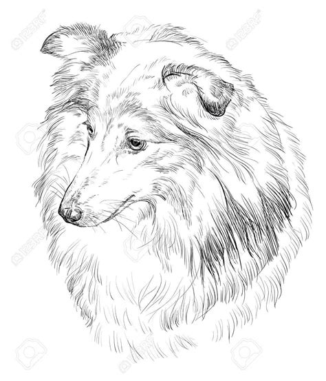 vector outline portrait  sheltie shetland sheepdog  black color