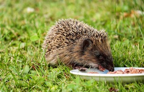 ten simple ways   hedgehogs scottish wildlife trust
