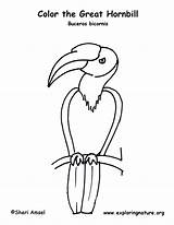 Hornbill Coloring Great Sponsors Wonderful Support Please Citing Reference sketch template