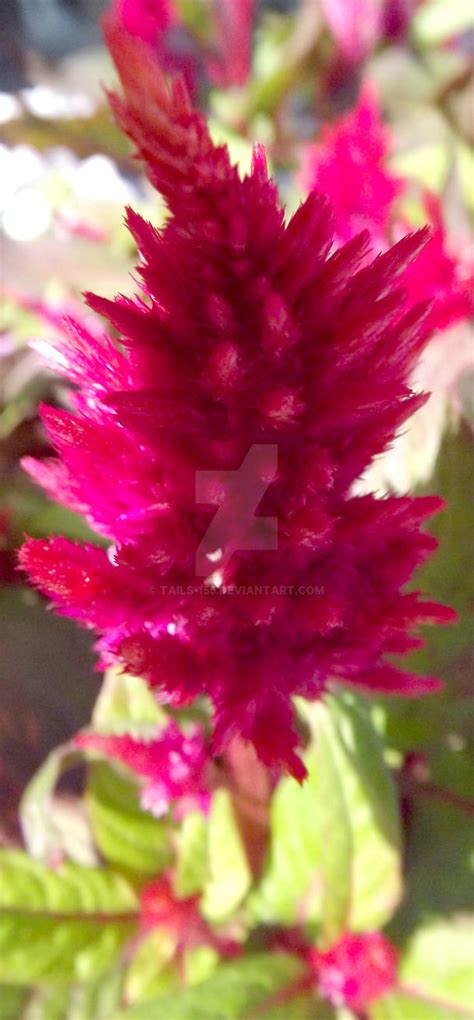 coxcomb flower  tails   deviantart