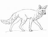 Fox Raposa Arctic Foxes Rysunek Selvagem Colorironline Obraz Mammals sketch template
