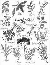Herbs Coloring Pages Herb Dummies Know Getting Colonial Witch Felicity Unit Study America Printable Cooking Print Drawing Chart Dandelion Basil sketch template