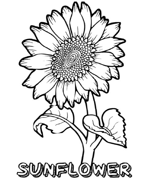 printable sunflower coloring pages flowers pdfs print color craft