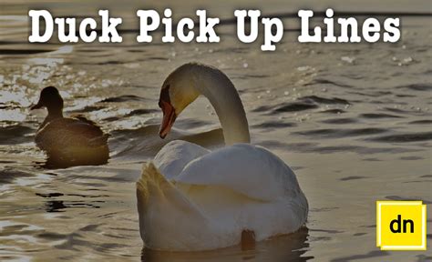 duck pick  lines   daily nairobi