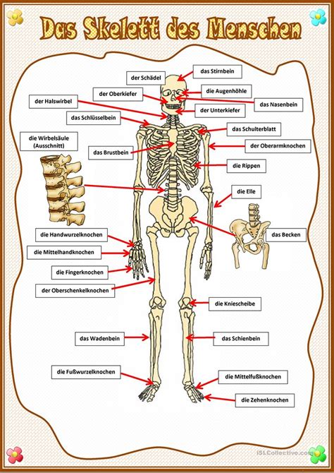 das menschliche skelett arbeitsblatt