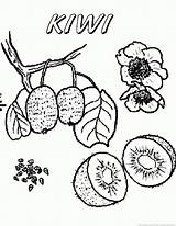 Kiwi Fruit Coloring Pages sketch template
