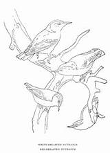 Pages Nuthatch Breasted Coloring Template Sketch sketch template