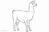 Llama Coloring Pages Clipart Printable Adults Kids sketch template