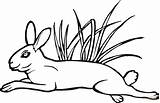 Hare Grass Coloring Pages Jumps Clipart Printable Color Gif Drawing sketch template