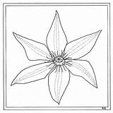 Clematis Coloring 89kb sketch template