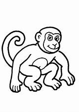 Affe Affen Ausmalbild Junger sketch template