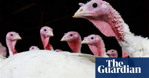 thanksgiving turkey alternatives life and style the guardian