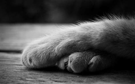 cat paw wallpapers wallpaper cave