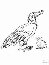 Coloring Buzzard Getcolorings Vulture sketch template