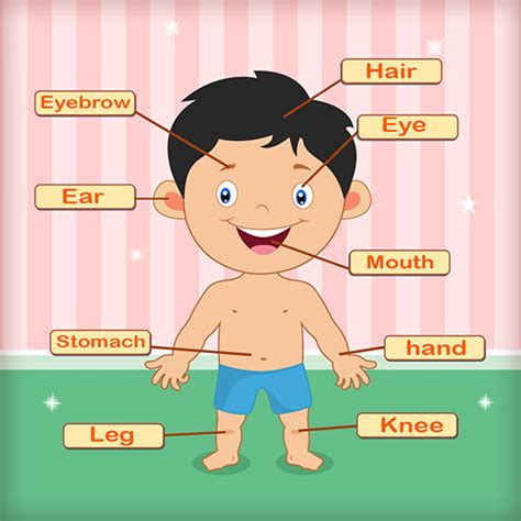 body parts  pictures verbs   parts   body