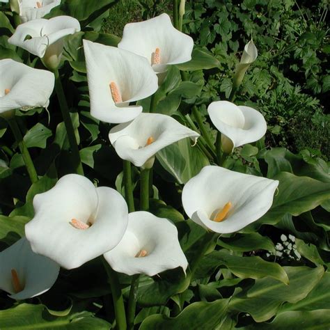 2932x2932 Calla Lilies Flowers White Ipad Pro Retina