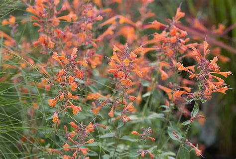 agastache aurantiaca tango stonehouse nursery