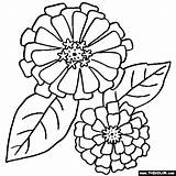 Coloring Zinnia Pages Flower Zinnias Color Flowers Printable Border Drawing Thecolor Colouring Mandala Sheets Designlooter Rose Printables Patterns 72kb 560px sketch template
