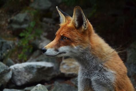 wallpaper fox profile view rocks wild predator ears