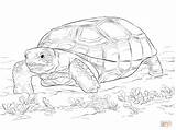 Tortoise Gopher Tortuga Colorear Tortue Realista Zoo Sulcata Tartaruga Tortise Réaliste Em sketch template