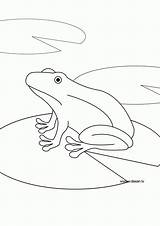 Coloring Amphibian Pages Grenouille Library Clipart Dans Dessin Eau Comments sketch template
