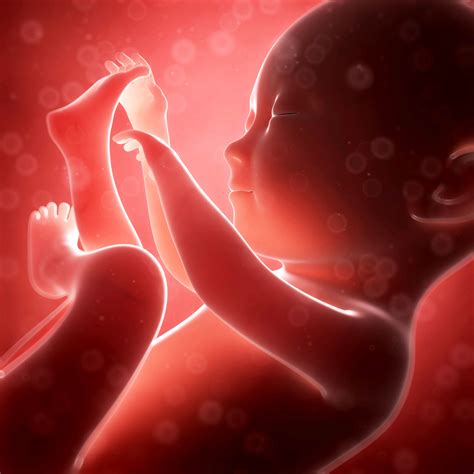 fetal development week