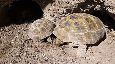 Successful Russian Tortoise Mating Youtube