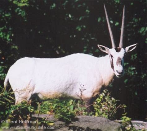 arabian oryx