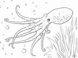 Octopus Pulpo Coloriage Musky Colorir Imprimer Moscardino Poulpe Polvo Pieuvre Squid Adults Pulpos Mollusks Almizclado Coloringbay Coloriages Gratuits Polipo Imprimir sketch template