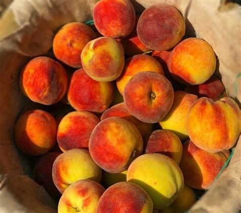 Fresh Peaches 🍑 Peach Fruit Food