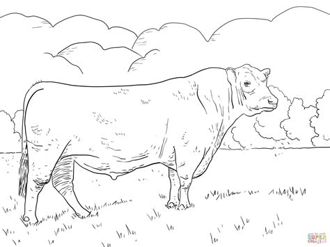 angus beef  coloring pages coloring pages