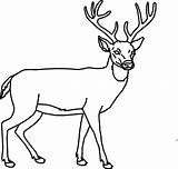 Deer Outline Clipart Clip Head Whitetail Coloring Pages Drawing Large Transparent Animals Vector Clker Stencil Clipground Cliparts Venado Dibujo Yahoo sketch template