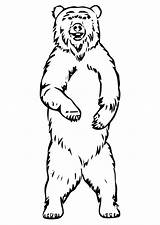 Oso Orso Osos Ours Coloriage Stampare Scarica sketch template