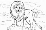 Lion Coloring Rock Standing Color sketch template