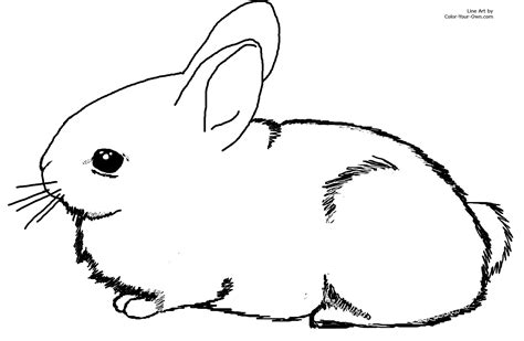 printable rabbit coloring pages  kids  printable bunny