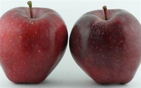 Apple Red Delicious Tasting Notes Identification Reviews