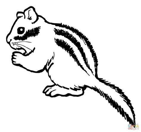 chipmunk eating nut coloring page  printable coloring pages