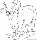 Bull Coloring Pages Printable Zebu Sheets sketch template