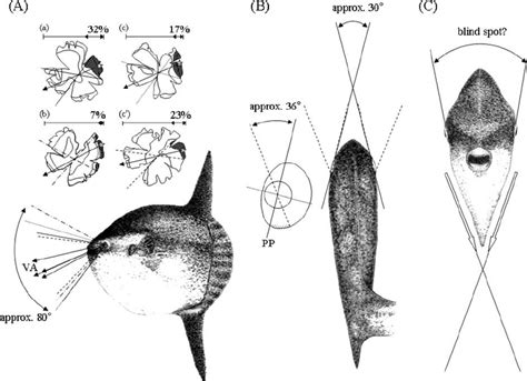 schematic diagram   visual field   ocean sunfish  images  scientific