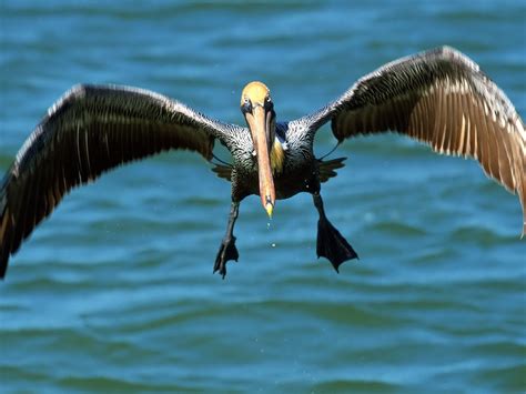 pelican wallpapers high quality