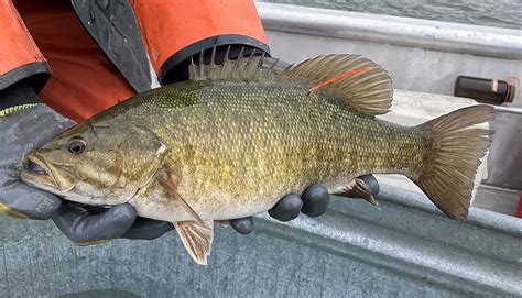 Fandg Tagging Smallmouth Bass To Evaluate Catch And Harvest Rates