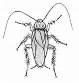 Cockroach Desertmuseum sketch template
