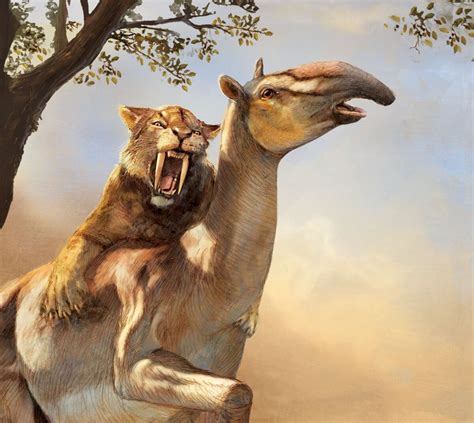 saber toothed cats  surprising heavyweights