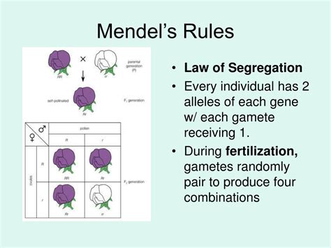 Ppt Mendel And Meiosis Powerpoint Presentation Free Download Id 198548