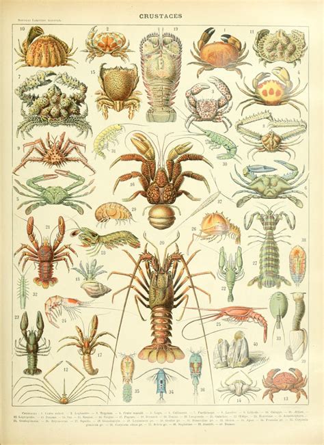 different types of crustaceans chart 18 x28 45cm 70cm