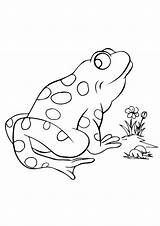 Frog Coloring Pages Tree Red Frogs Eye Printable Goliath Color Egg Print Extraordinary Kids Sheets Tod Animals Getcolorings Delightful Books sketch template