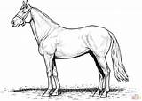 Horse Coloring Pages Draft Realistic Horses Printable Stallion Color Template Getdrawings Outline sketch template