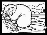 Coloring Beaver Pages Dam Clipart Beavers Printable Building Animals Branch Kids Cliparts Canadian Drawing Library Colouring Keywords Sciencekids Coloringpages Nz sketch template