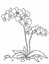 Orchid Coloring Drawing Flower Pages Printable Coloringcafe Outline Joaquim Miss Vanda Fleurs Color Pdf Orchidée Dessin Colouring Coloriage Drawings Easy sketch template
