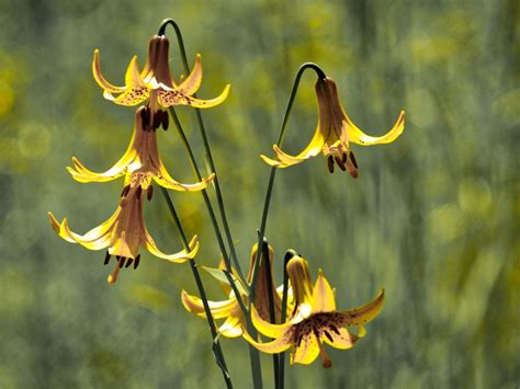 wild yellow lily information learn about canada lily cultivation